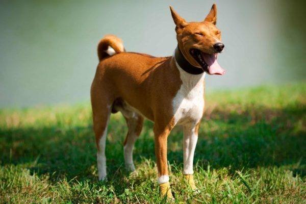 Крупные породы собак средние породы собак и мелкие породы собак