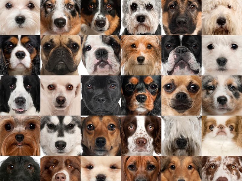 12 самых больших пород собак: обзор с фото