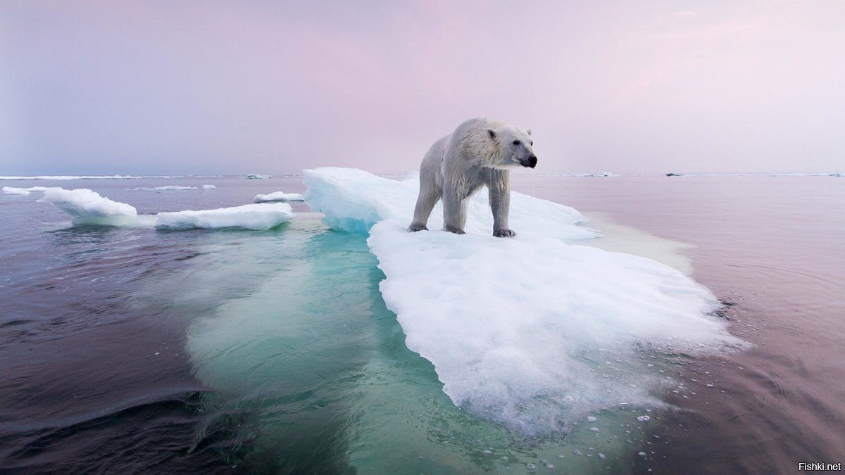 Море Лаптевых белые медведи