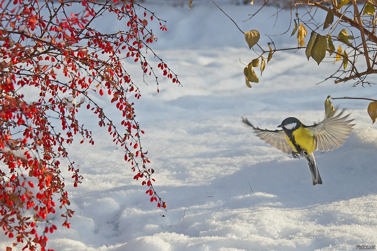 Синицы улетают на зиму. Птицы зимой. Птицы на рябине. Синички на дереве зимой. Синица зима.
