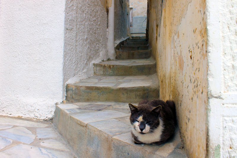 Кикладские котики острова Сирос