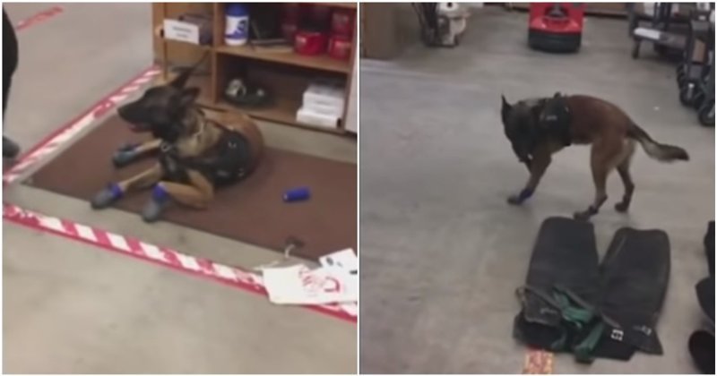 Полицейский пёс пытается привыкнуть к своим новым зимним ботинкам