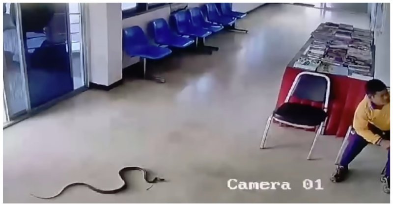 Змея заползла в полицейский участок и попыталась укусить тайца