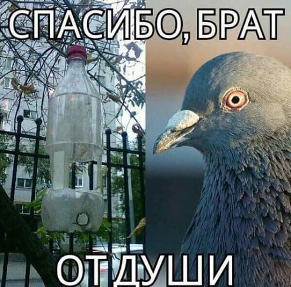 Прикольные и смешные картинки