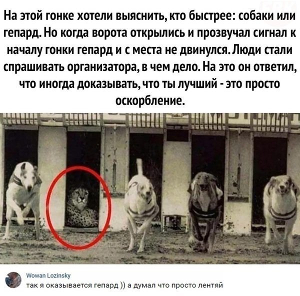 Прикольные и смешные картинки