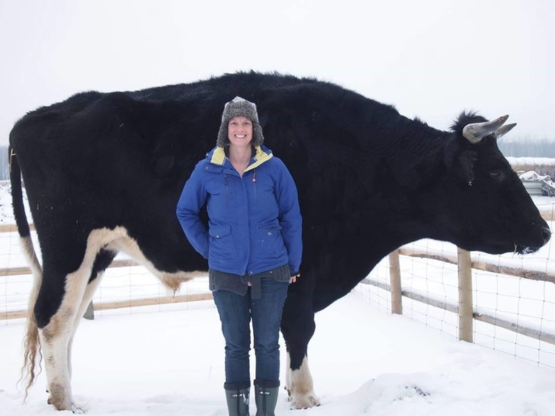 А недавно в Канаде нашли конкурента гигантского быка из Австралии - черного быка Дозера