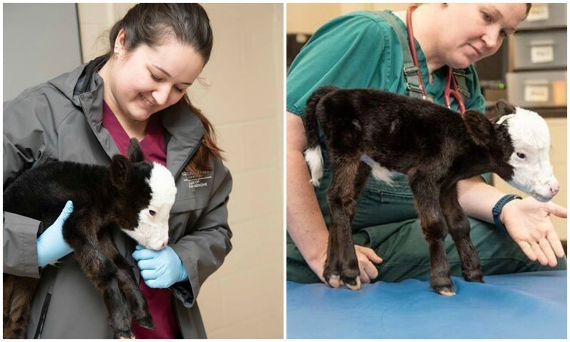 Самый маленький бычок в мире, родившийся в США, по размерам не больше кошки