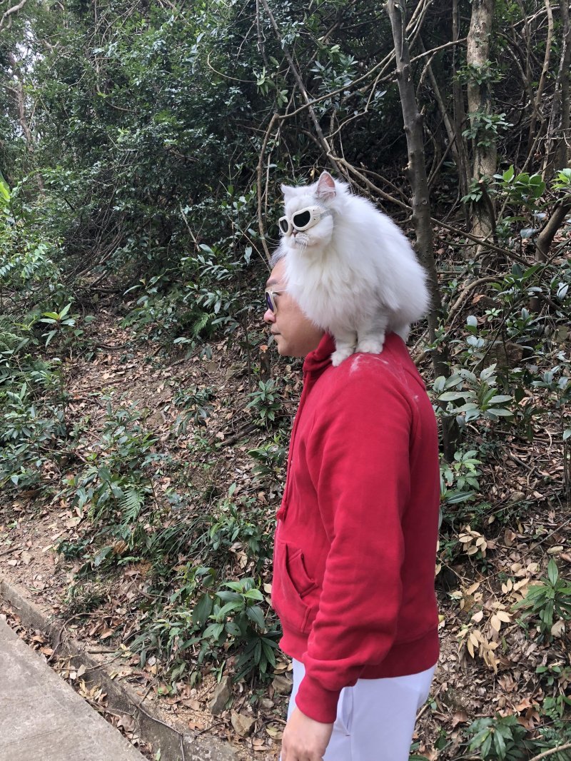 Прогулка с котом
