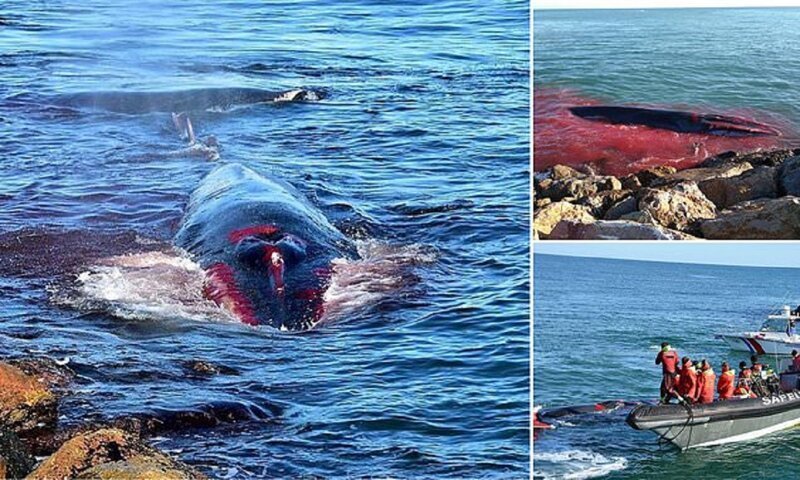 Умирающий кит приплыл к людям за помощью