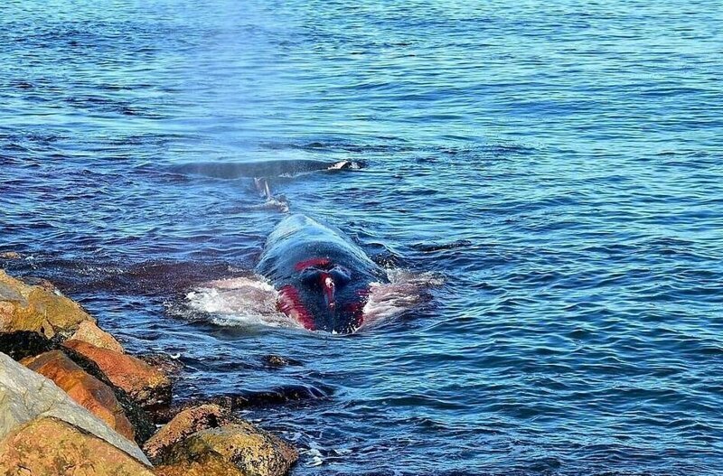 Умирающий кит приплыл к людям за помощью