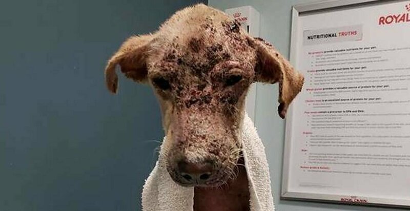 Зоозащитники думали, что эта собака умрёт, но она не сдалась, обросла шерстью и стала красавицей