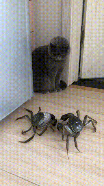 Клешни прочь