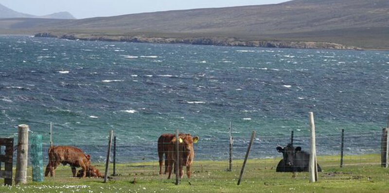 На продажу выставлен остров Фолклендского архипелага: пингвины прилагаются