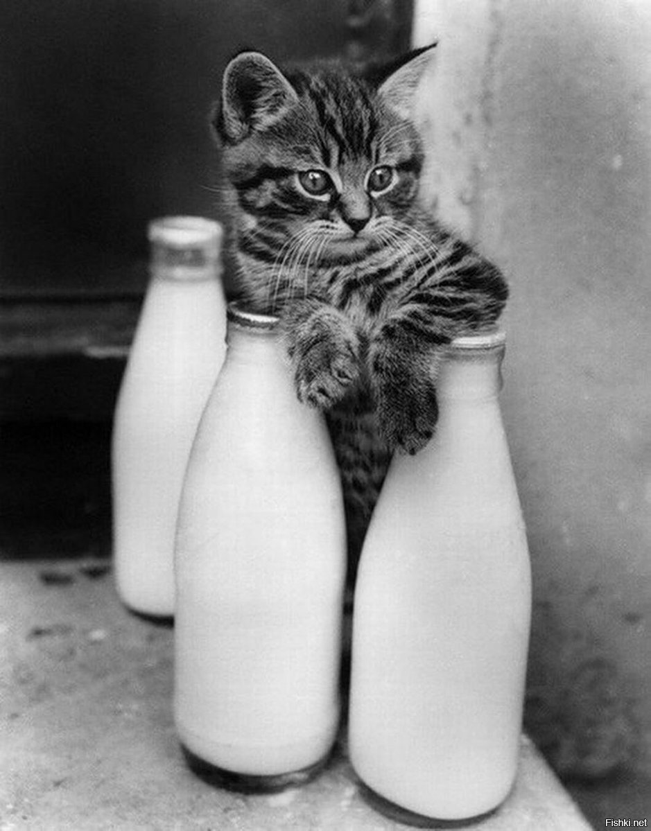 Кот с бутылкой молока