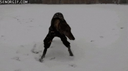 Даже не знаем, что забавнее — реакция этой собаки на снег или ее наряд.