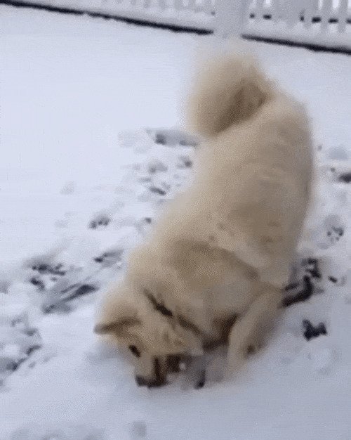 Пожалуй, никто не любит снег так, как собаки!