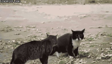 Как кошка с кошкой