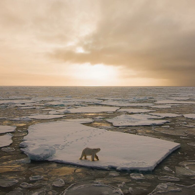 Завораживающая красота: норвежский фотограф раскрывает тайны мира дикой природы