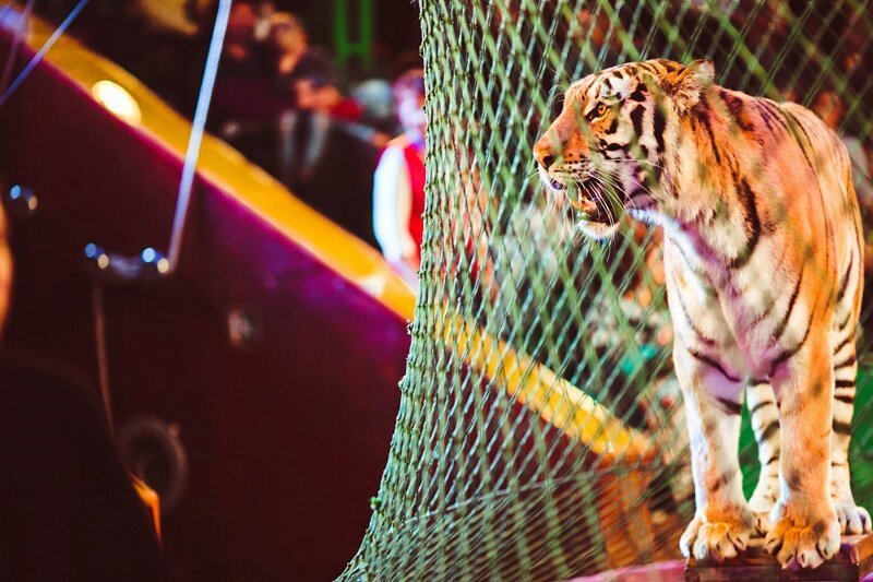 В Америке запретили использовать диких животных в цирке