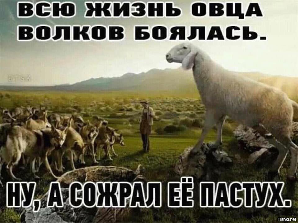 Всю жизнь овца волков. Овца всю жизнь боялась волка. Овцы боятся Волков. Стадо овец.