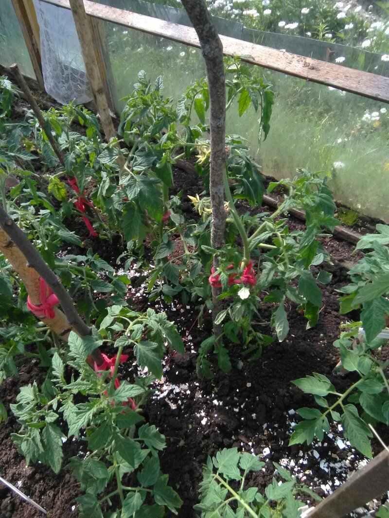 Как растут помидоры в Подмосковье на 6-ти сотках