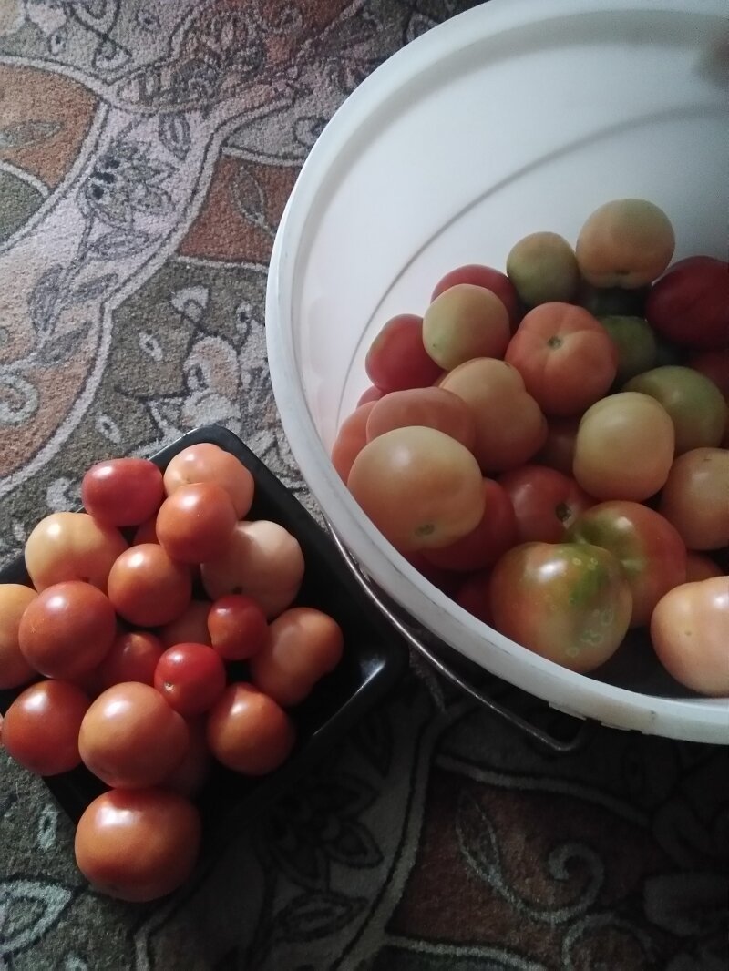 Как растут помидоры в Подмосковье на 6-ти сотках
