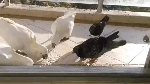 Попугай знает, чьи крошки голубок съел.