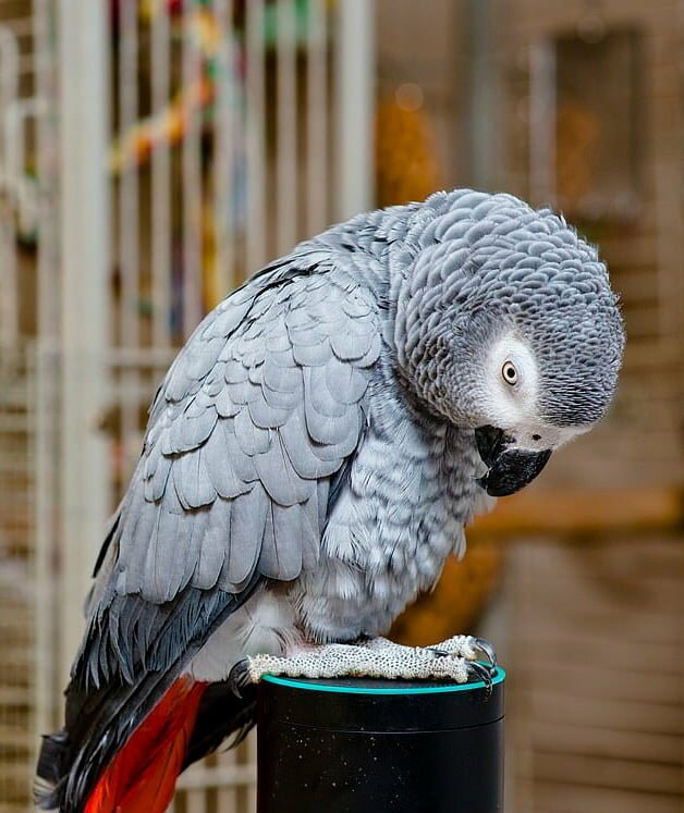 Хитрый попугай любит заказывать вкусняшки с Amazon через голосового помощника Алексу
