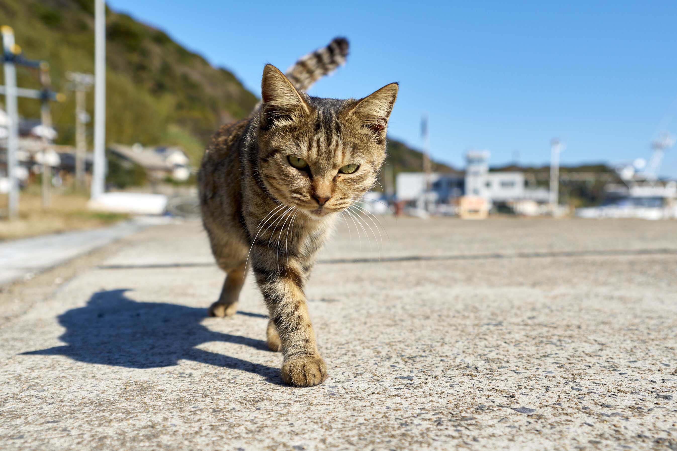 Кошки когда можно на улицу. Уличный кот. Кошка. Уличные котята. Коты на улице.