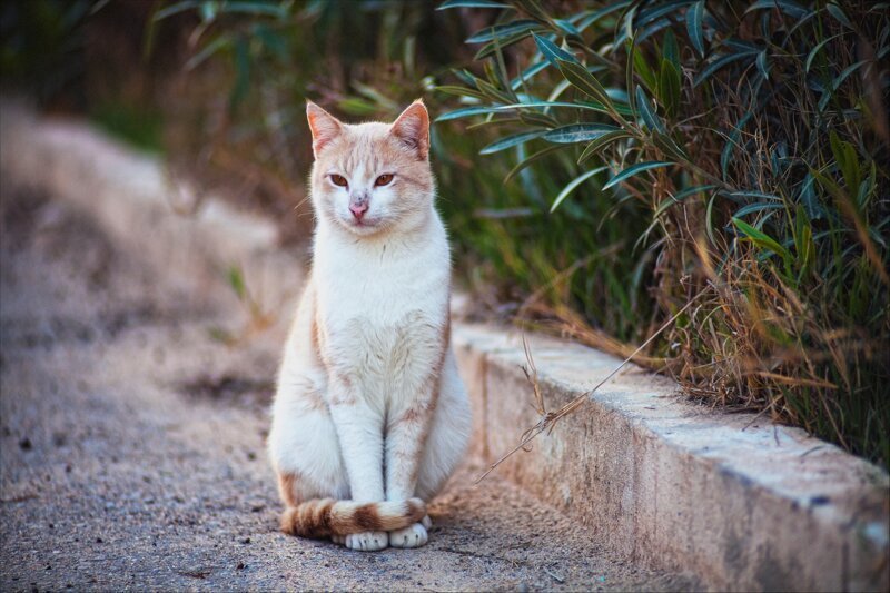 Самые колоритные уличные коты