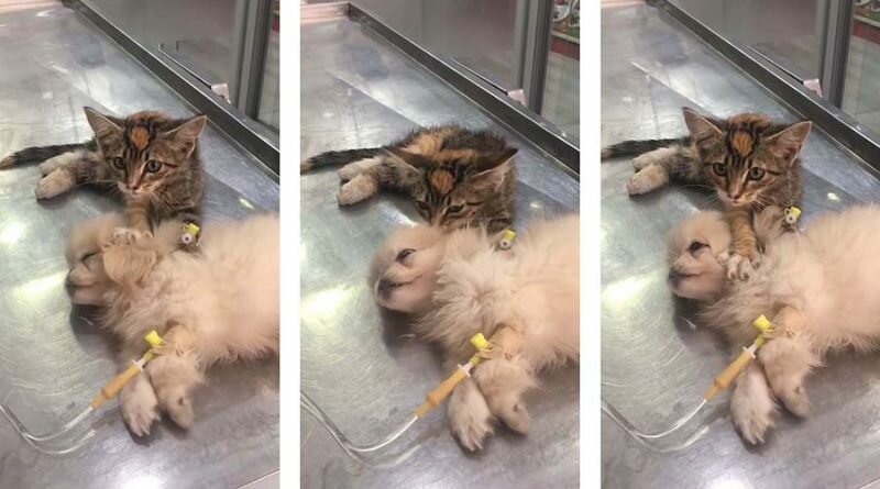 Котёнок утешил больную собаку в ветеринарной клинике в Турции