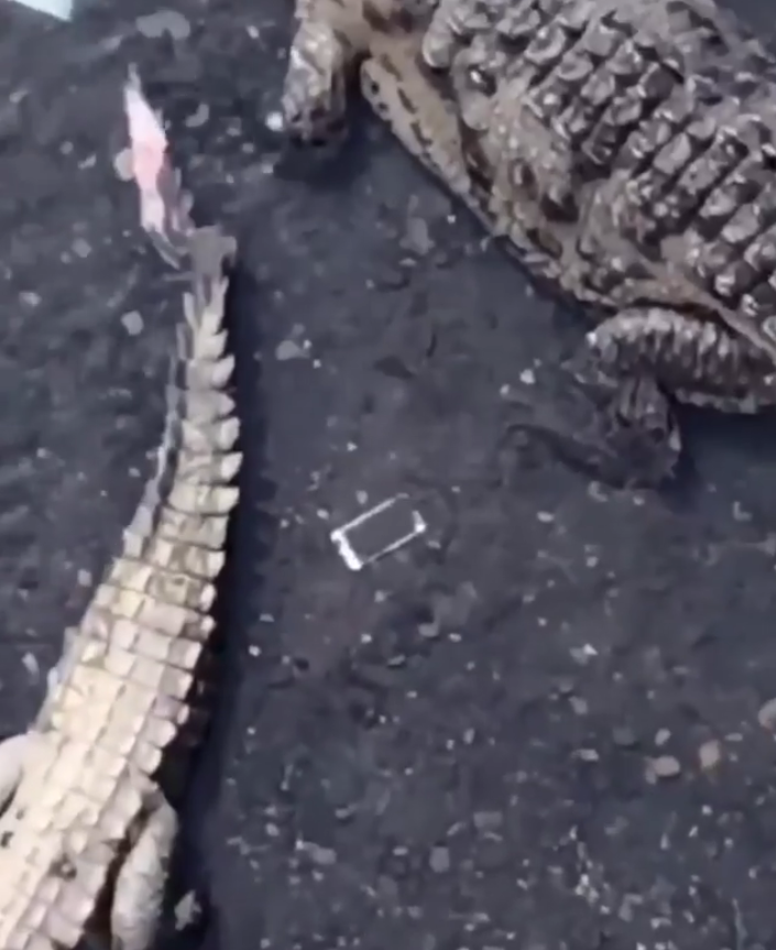 Турист в Коста-Рике уронил телефон в яму с крокодилами и рассмешил пользователей сети