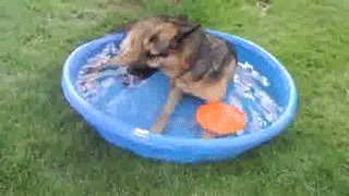 Гифки дня Гифки дня