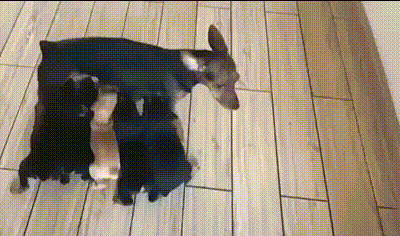 Мама, не уходи Мама, не уходи
