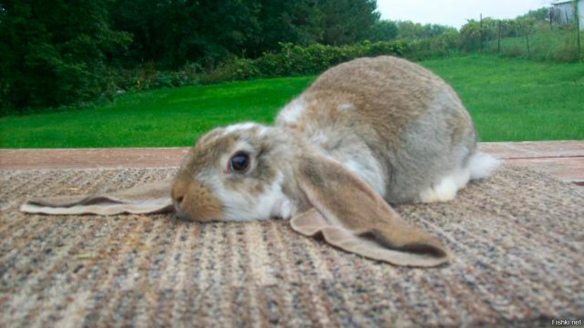 Уставшая зайка. Кролик лежит. Уставший зайчик. Заяц лежит. Уставший кролик.