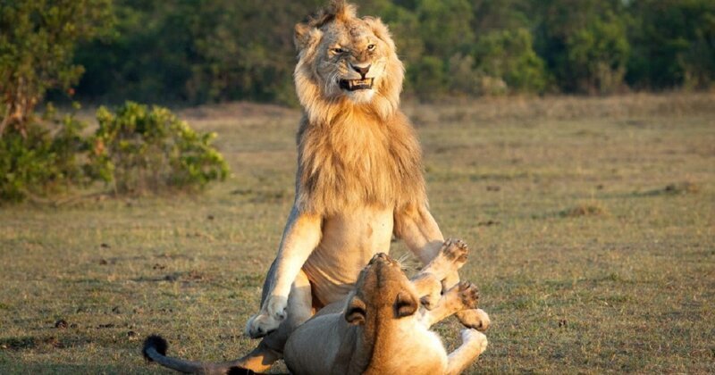 В неистовстве: лев стоит на задних лапах, рычит и скалится, готовясь овладеть самкой в заповеднике Масаи-Мара, Кения