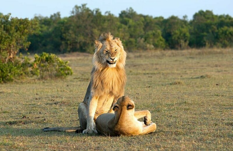 Взгляд любви: брачный период львов может длиться несколько дней и включать до 200 актов спаривания 