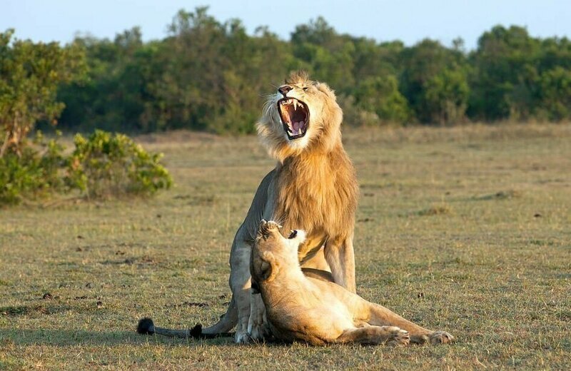 Когда львицы готовы к спариванию, они поднимают хвост и начинают ластиться к самцам 