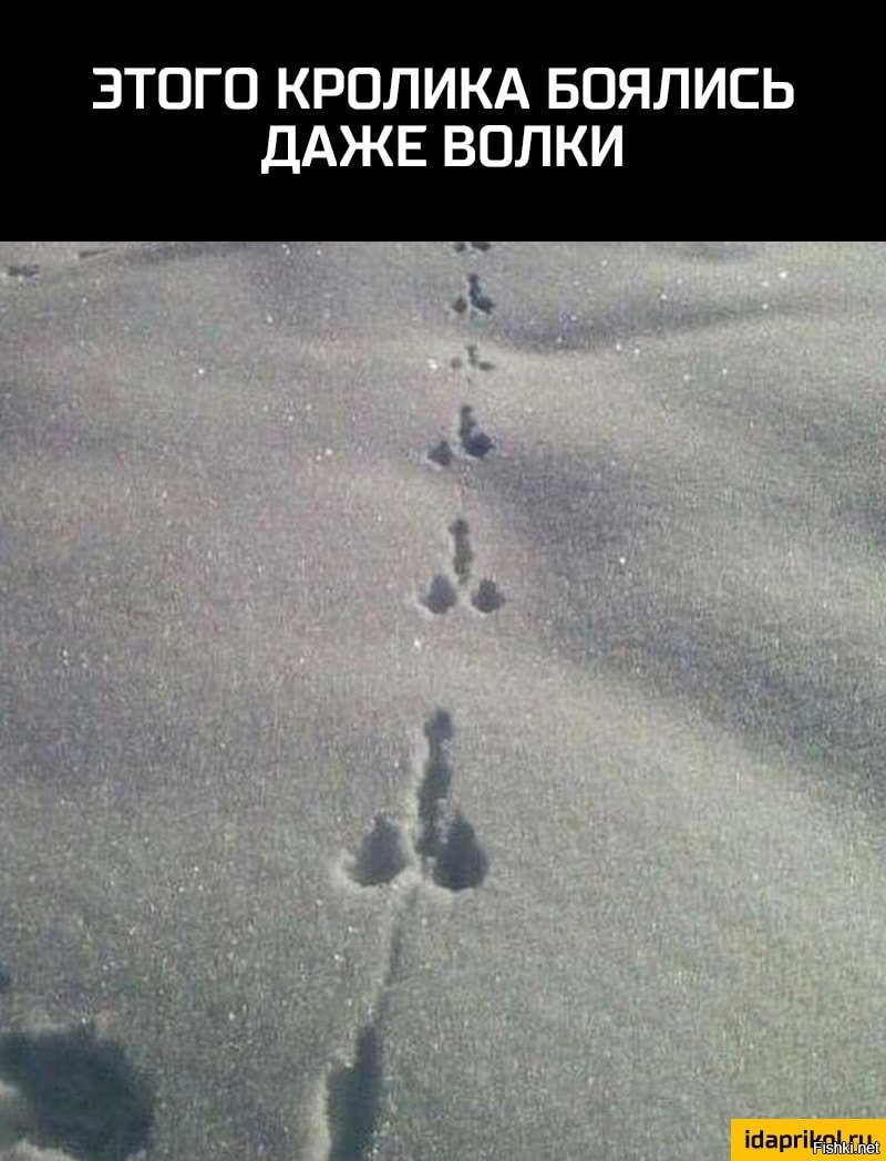этого зайца боялись даже. следы волка на снегу. волчьи следы на снегу. этого кролика боялись даже волки. этого зайца боялись даже волки фото.