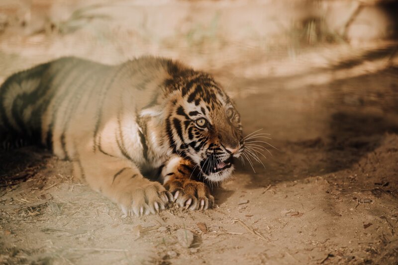 Личный зоопарк с живыми экзотическими животными, главное, с тигром