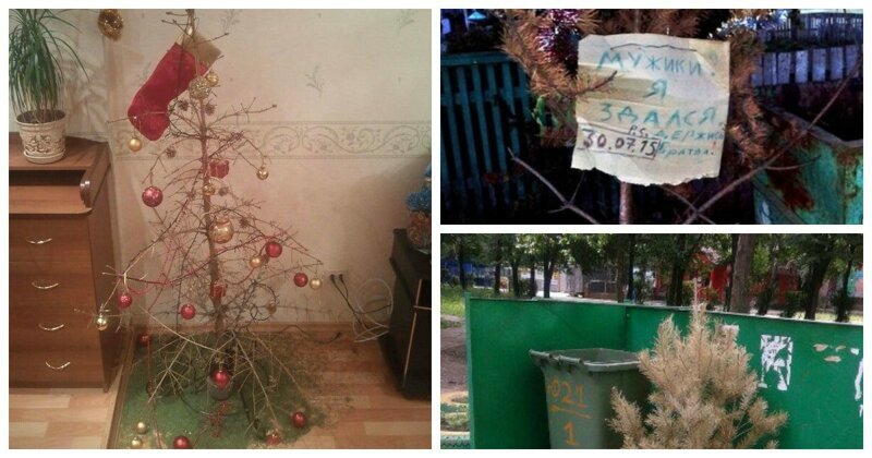 Впервые в России посчитали число тех, кто хранит свою елку до лета