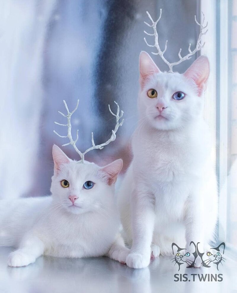 Необычный цвет глаз и белая шёрстка — это щедрый подарок природы этим обычным дворовым кошкам