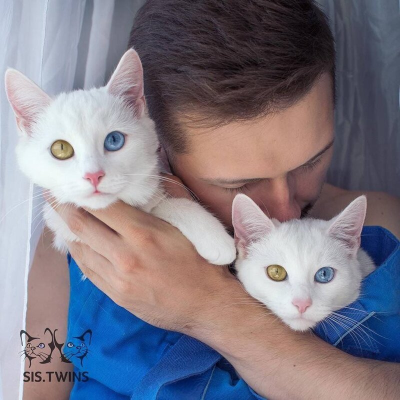  Котят отдавали в добрые руки по объявлению в социальных сетях, так Павел Дягилев нашёл своих питомцев
