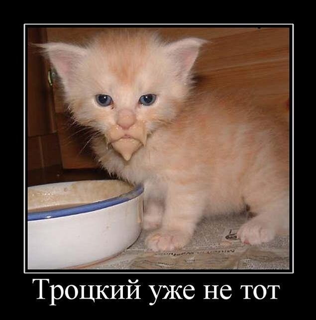 trotskii-kitten-mem.jpg
