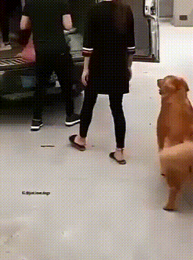 Собачьи гифки Собачьи гифки