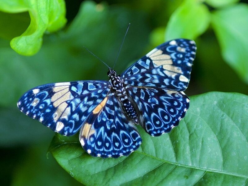 Бабочки (10 фото)