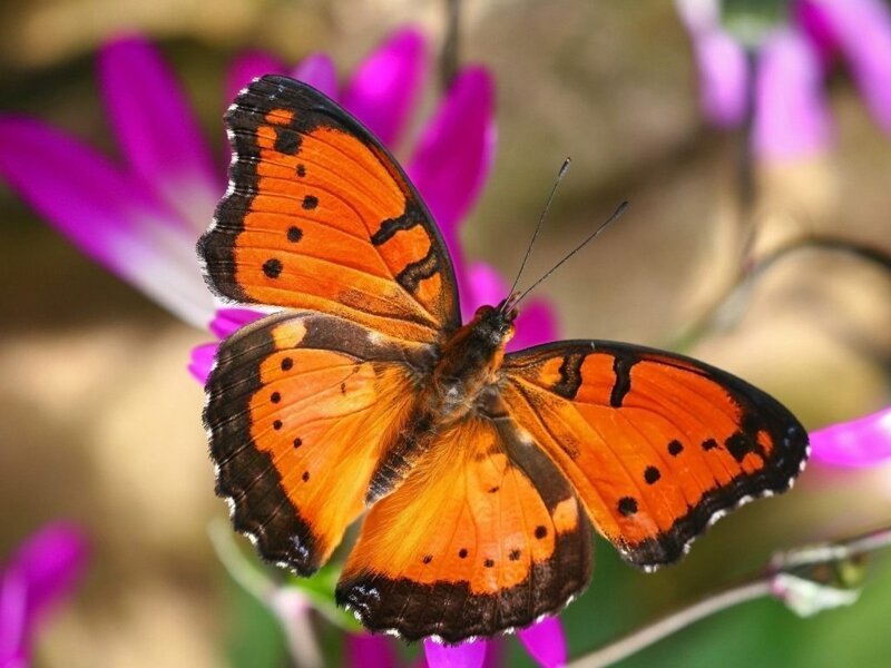 Бабочки (10 фото)