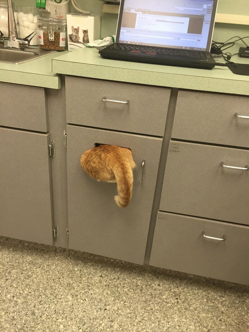 Кот необычным образом решил спрятаться от ветеринара