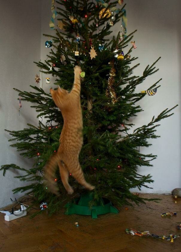 Коты и новогодние елки, видеоприколы с котами