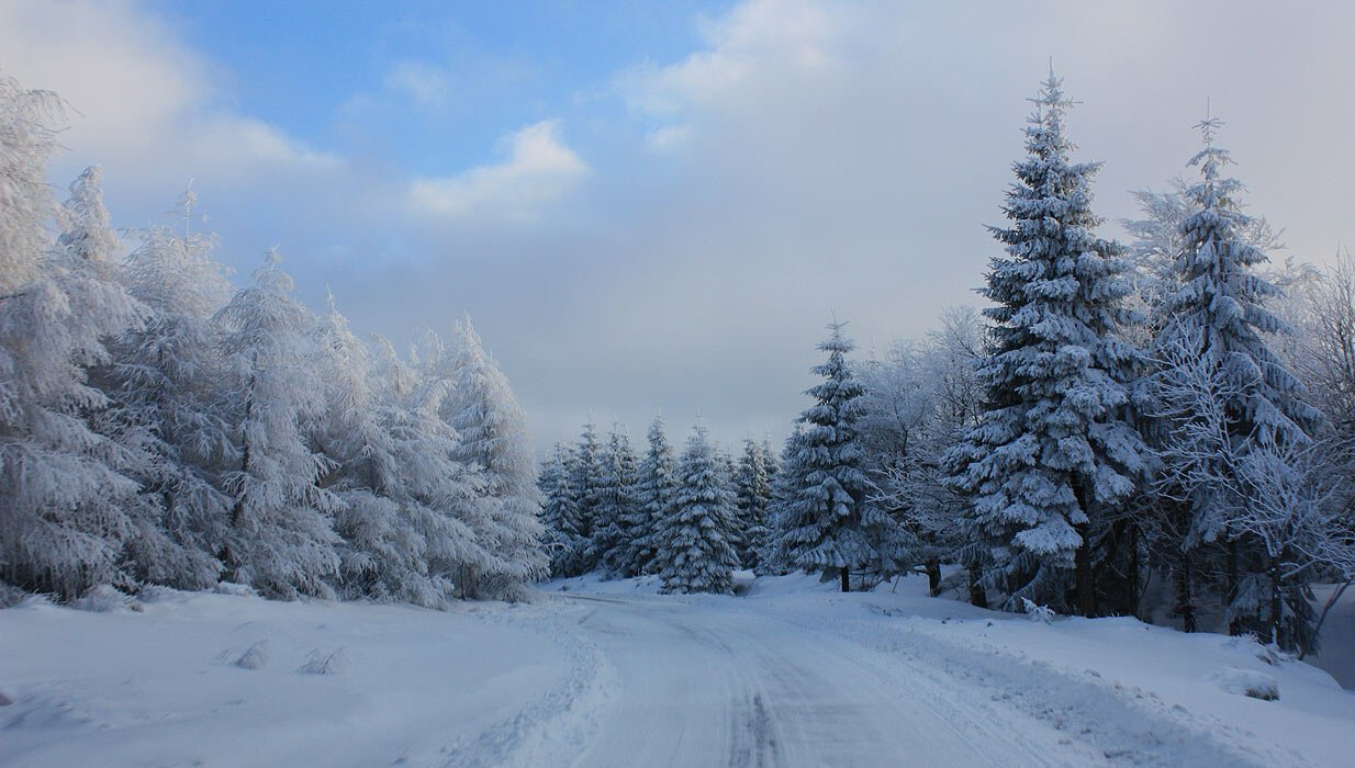 Тайга Зимой Фото